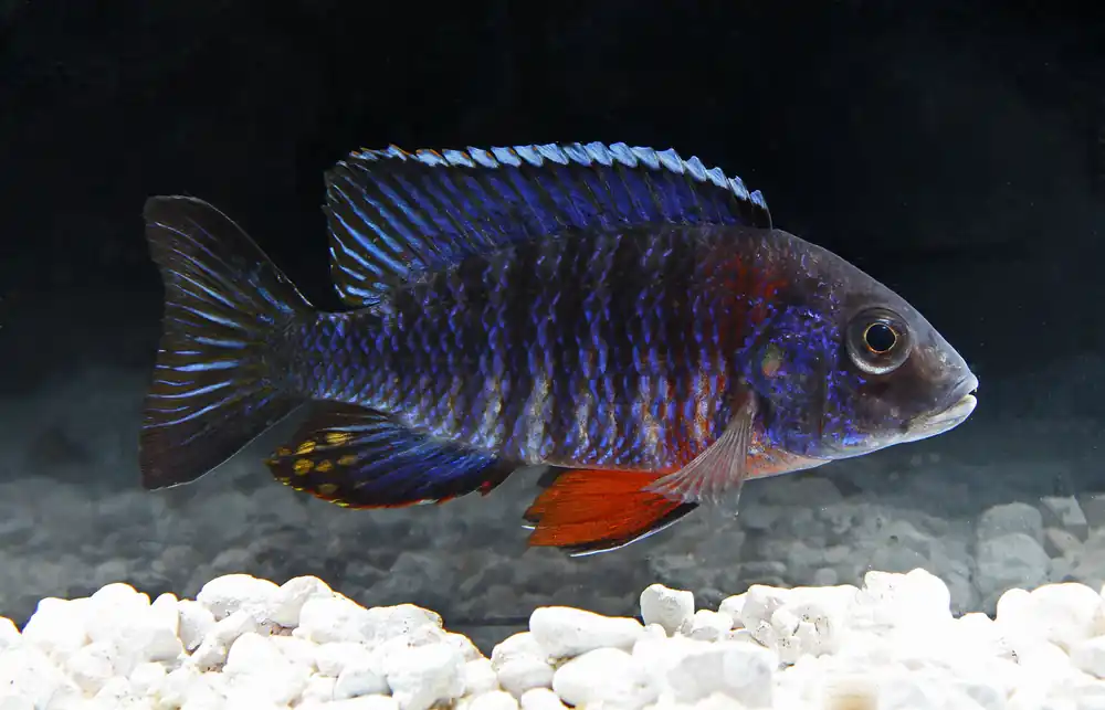 Regal Peacock Cichlid Male Large - Florida Exotic