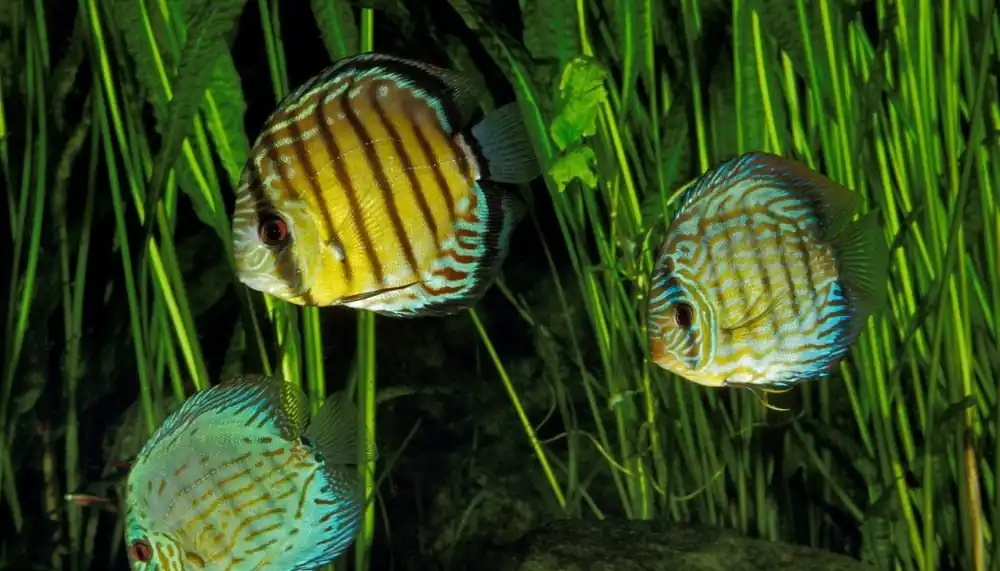 Wild Discus - 5D Tropical