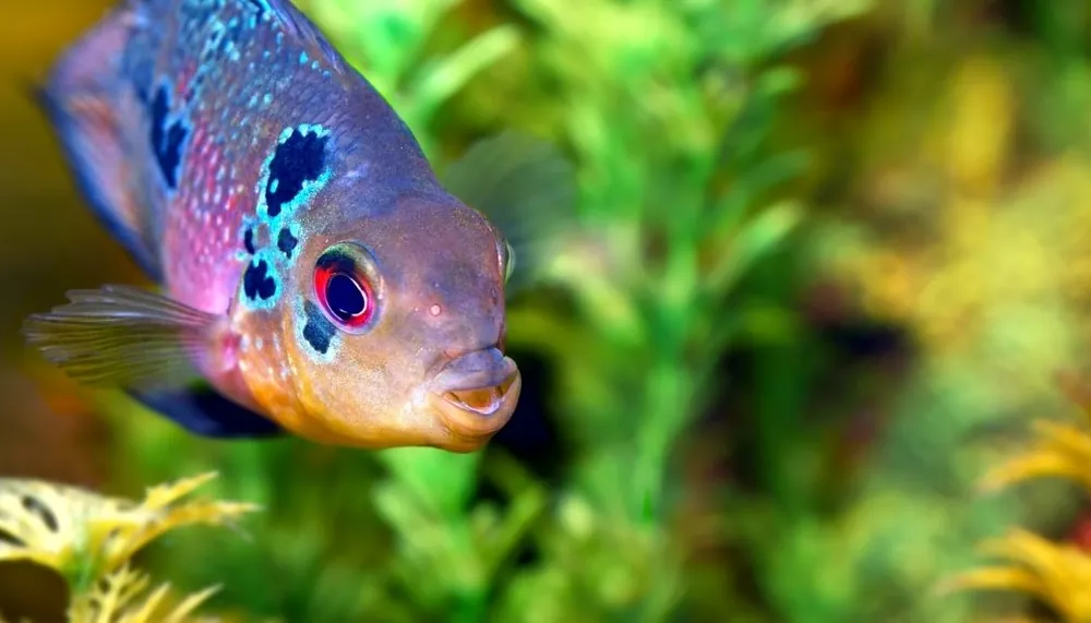 Flowerhorn Cichlid Small - 5D Tropical