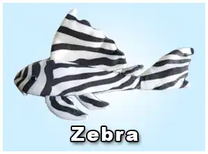 Zebra Pleco Plushie - GreenPleco
