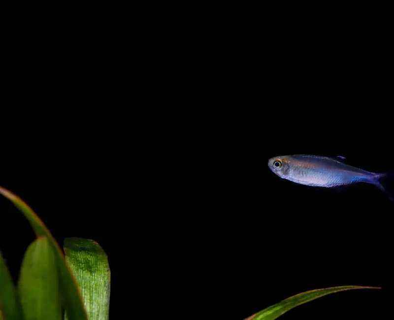 Blue Tetra - Emark Tropical Imports
