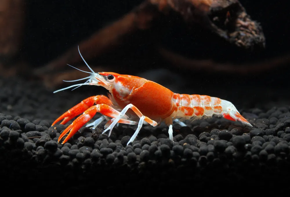 Tangerine Crayfish - Emark Tropical Imports
