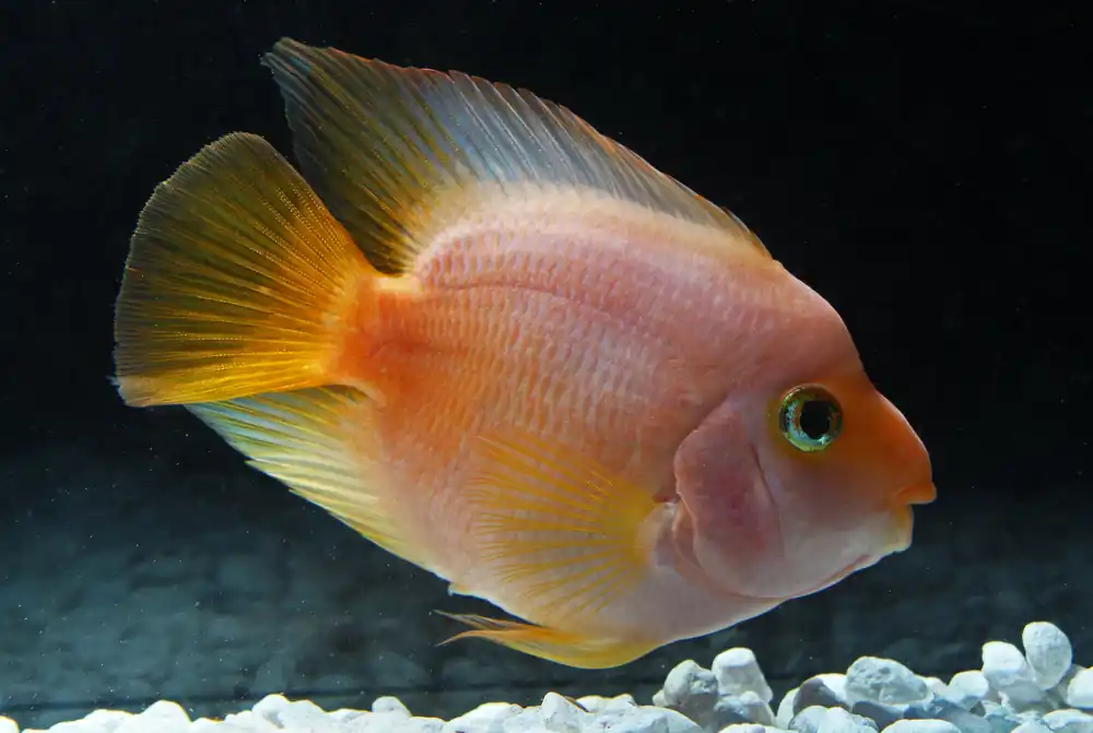 Yellow Ingot Parrot Cichlid - Sun Pet