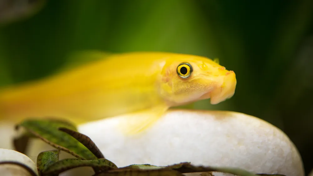 Gold Algae Eater - Sun Pet