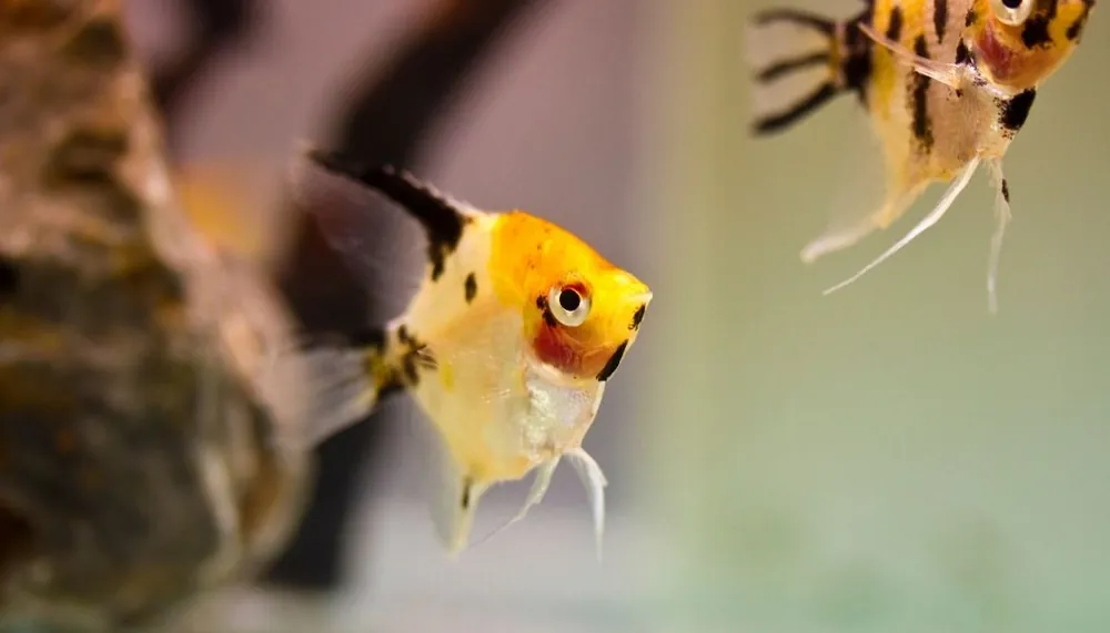 Gold Marble Angelfish - Cichlid Exchange