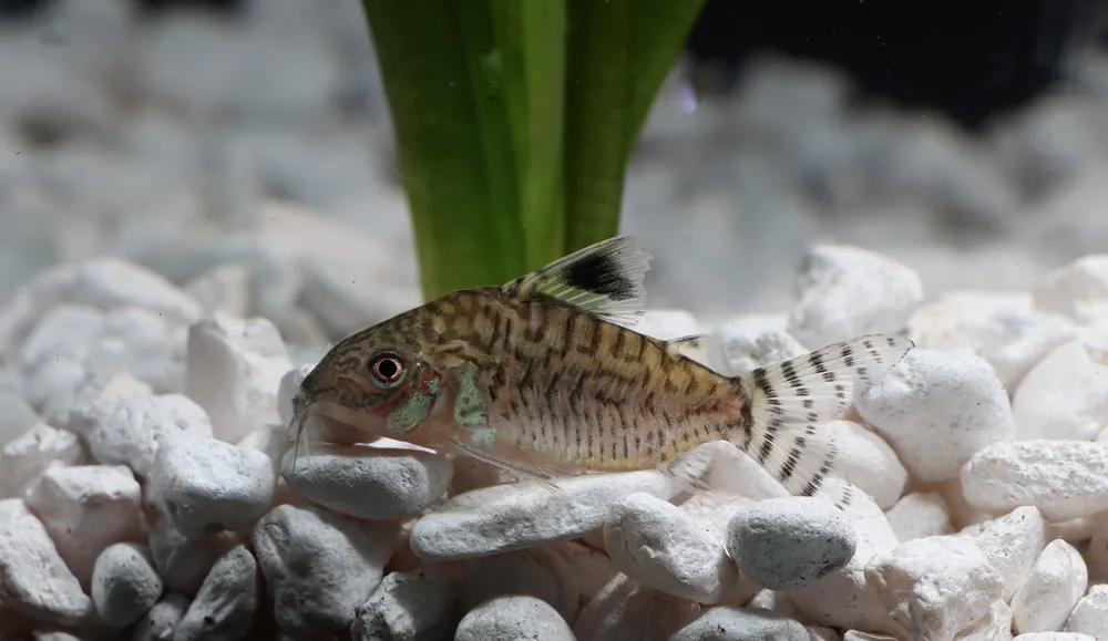 Reticulated Corydoras Catfish - Cichlid Exchange