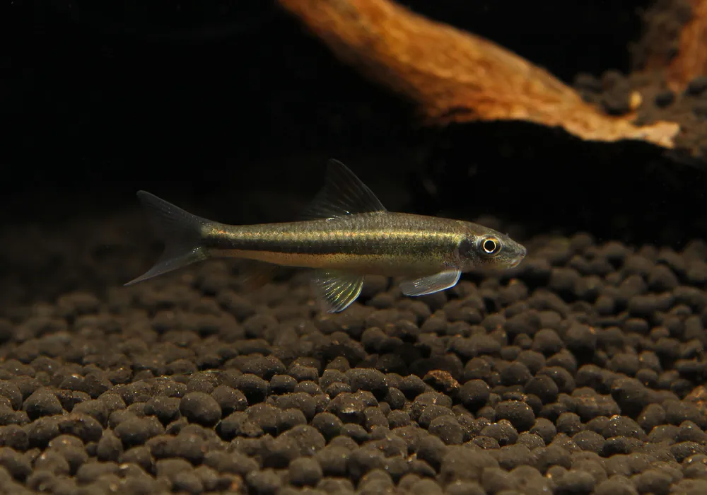 False Siamese Algae Eater - Cichlid Exchange