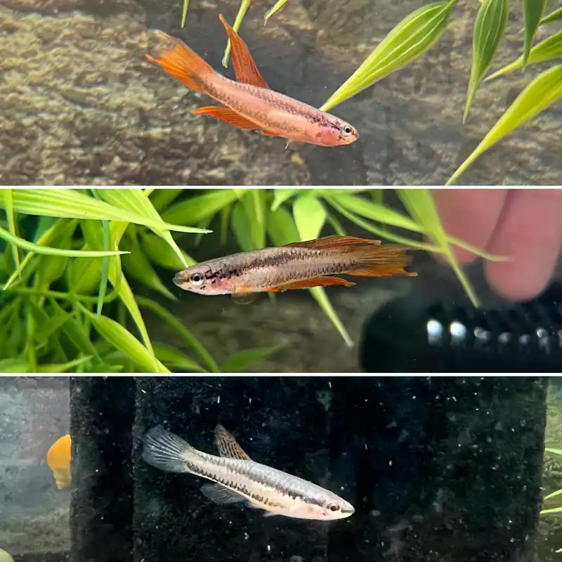 Lagos Red Killifish Pair - Cichlid Exchange