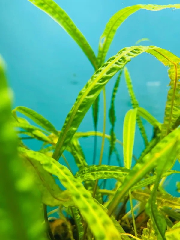 Balansea Cryptocoryne Aquatic Plant - Emark Tropical Imports
