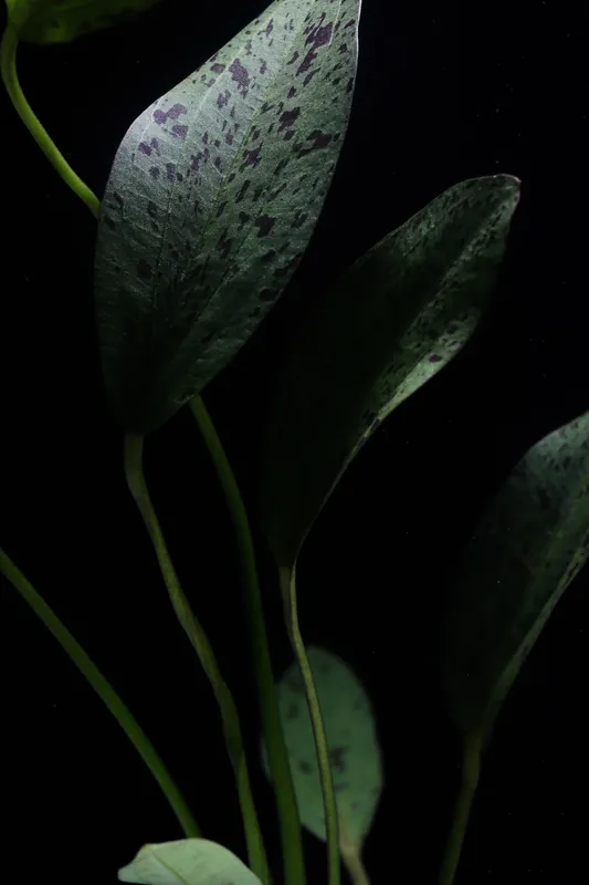 Echinodorus Green Ozelot Sword Plant - Emark Tropical Imports