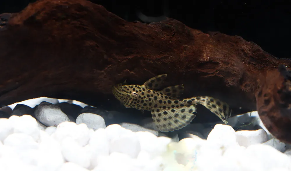 Imperial Ranger Plecostomus - Cichlid Exchange