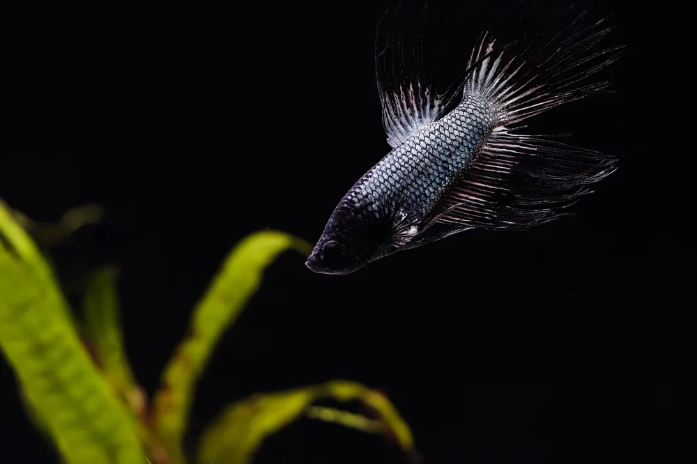 Super Black Crowntail Male Betta Fish - Cichlid Exchange