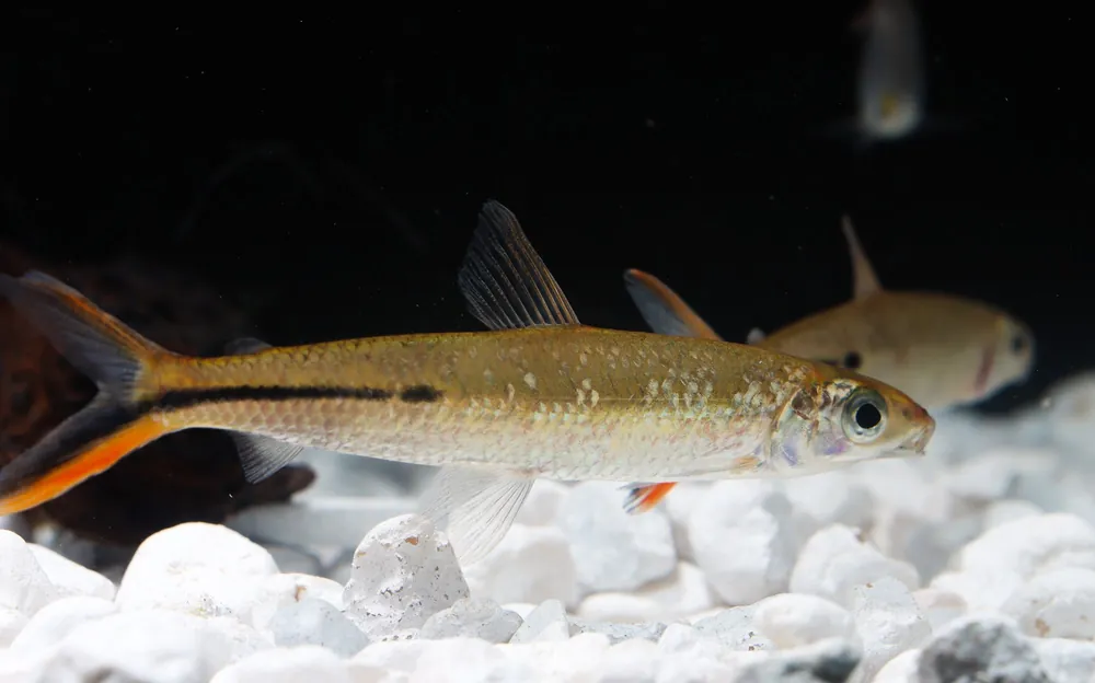 Redtail Hemiodus - Emark Tropical Imports