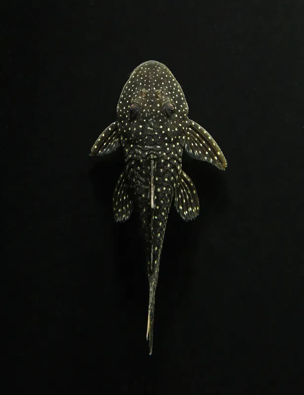 Lot Spot Plecostomus L67 - Emark Tropical Imports