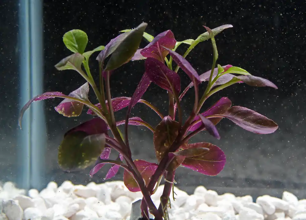 Lobelia Cardinalis Aquatic Plant - Emark Tropical Imports
