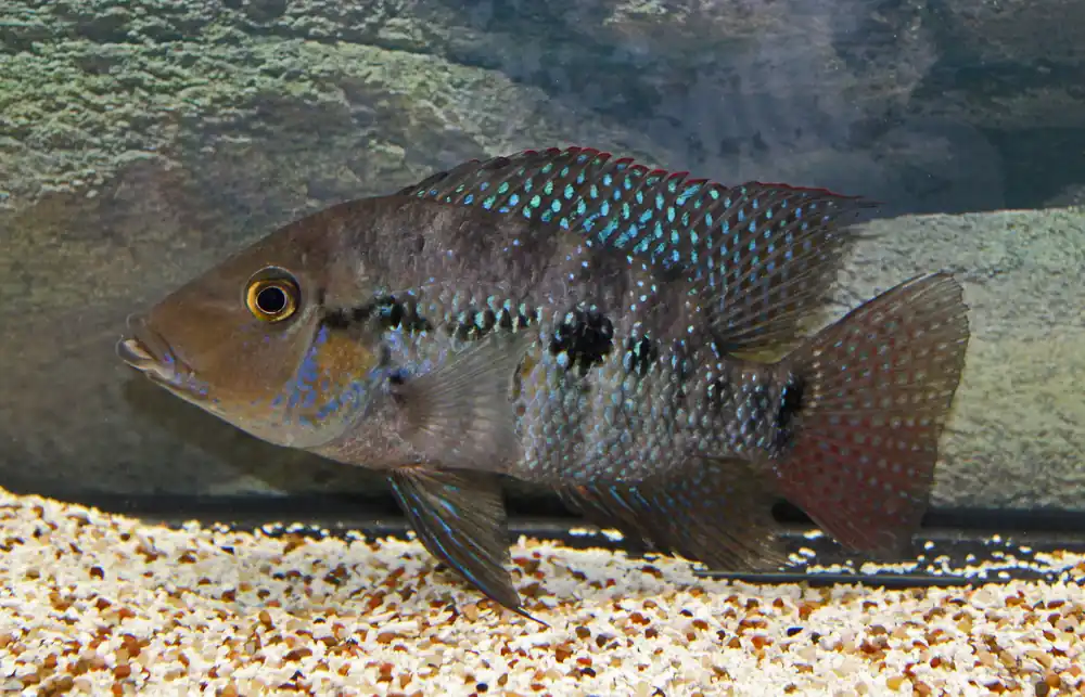 Robertsoni Cichlid - Mikes