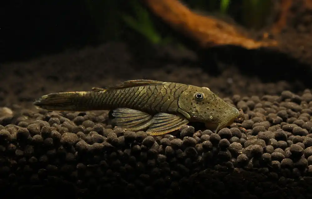 Rubberlip L144 Plecostomus - Mikes