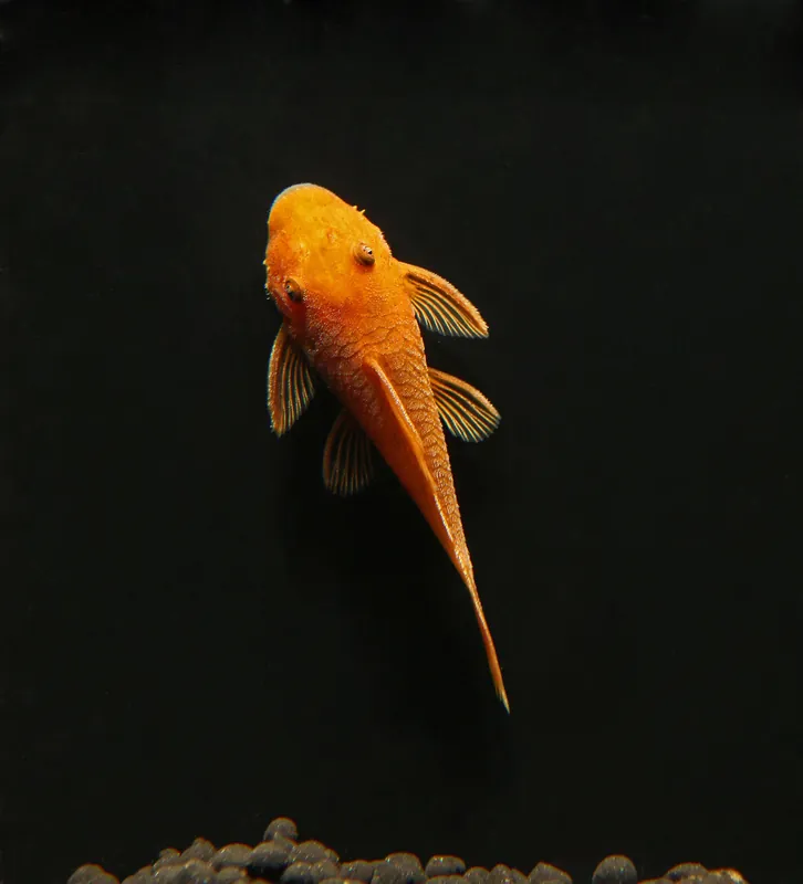 Super Red Ancistrus - Mikes