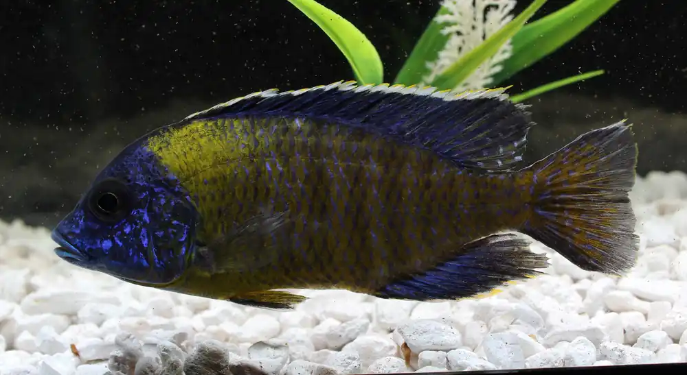 Blue Neon Aulonocara Cichlid - Mikes