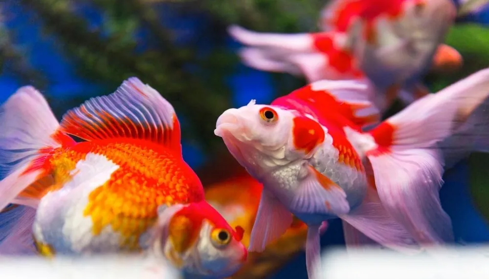 Assorted Large Ryukin Goldfish - Sun Pet