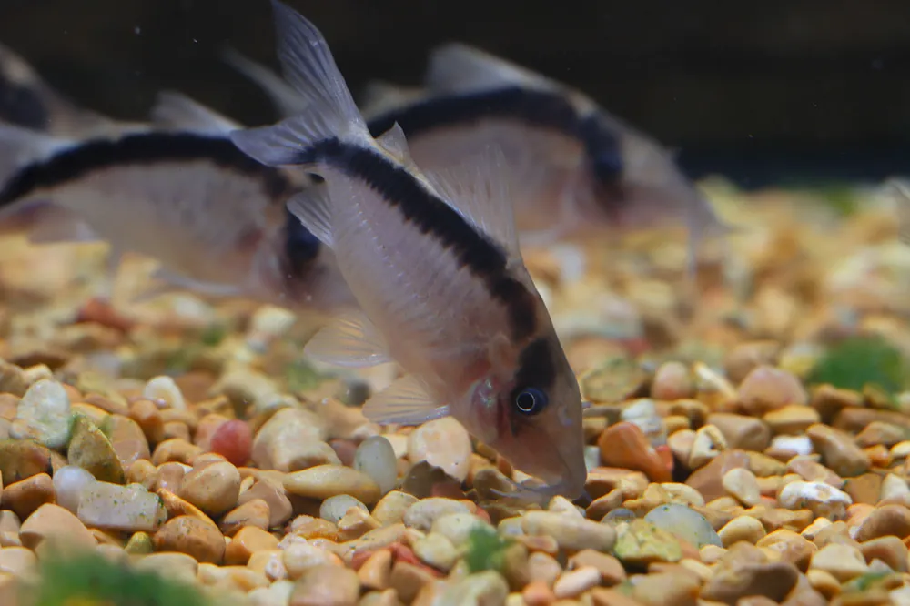 Giant Skunk Corydoras Catfish CW006 - Cichlid Exchange