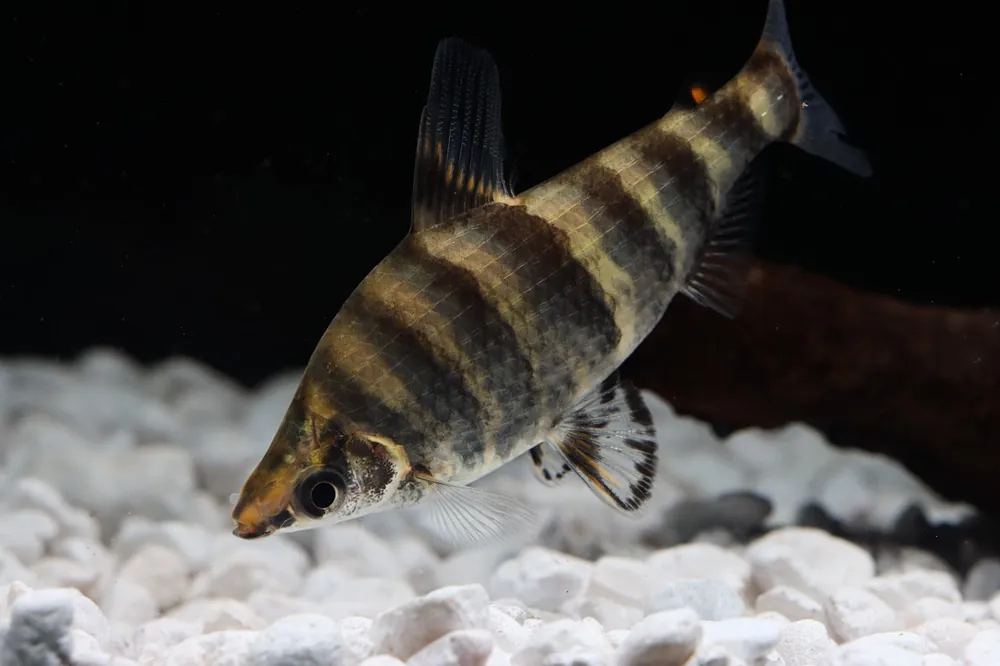 Striped Headstander - Cichlid Exchange