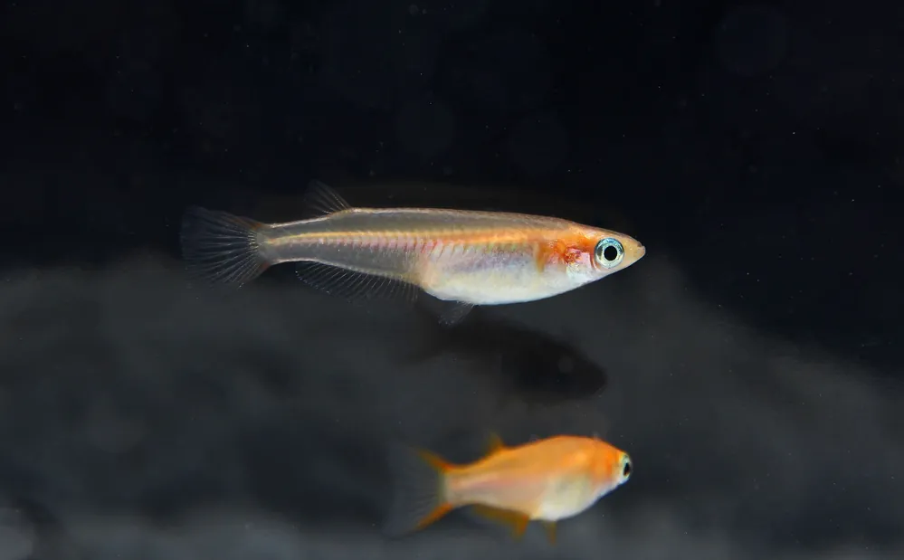 Oryzias Latipes Assorted Rice Fish - Cichlid Exchange
