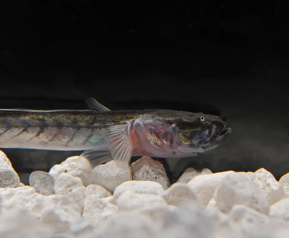 Dragon Fish - Emark Tropical Imports