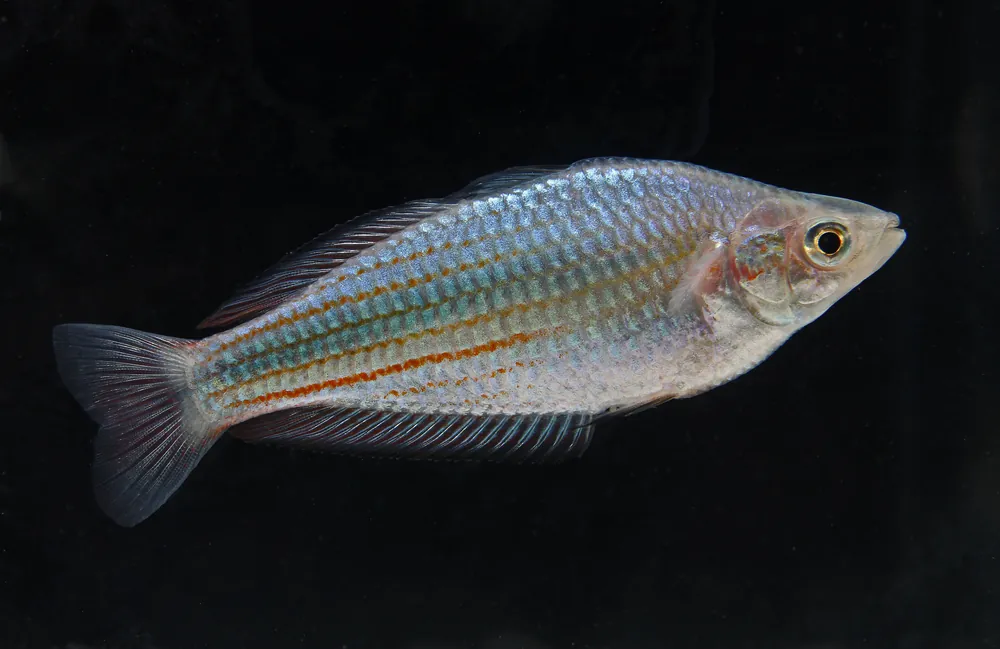 Australian Rainbow - Emark Tropical Imports