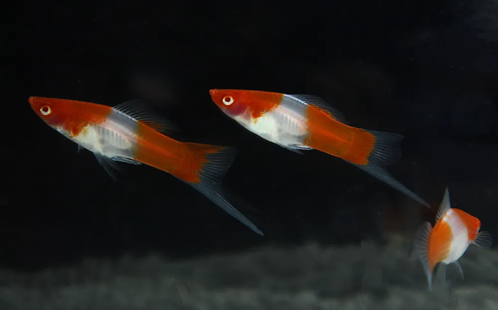 Kohaku Swordtail - Emark Tropical Imports