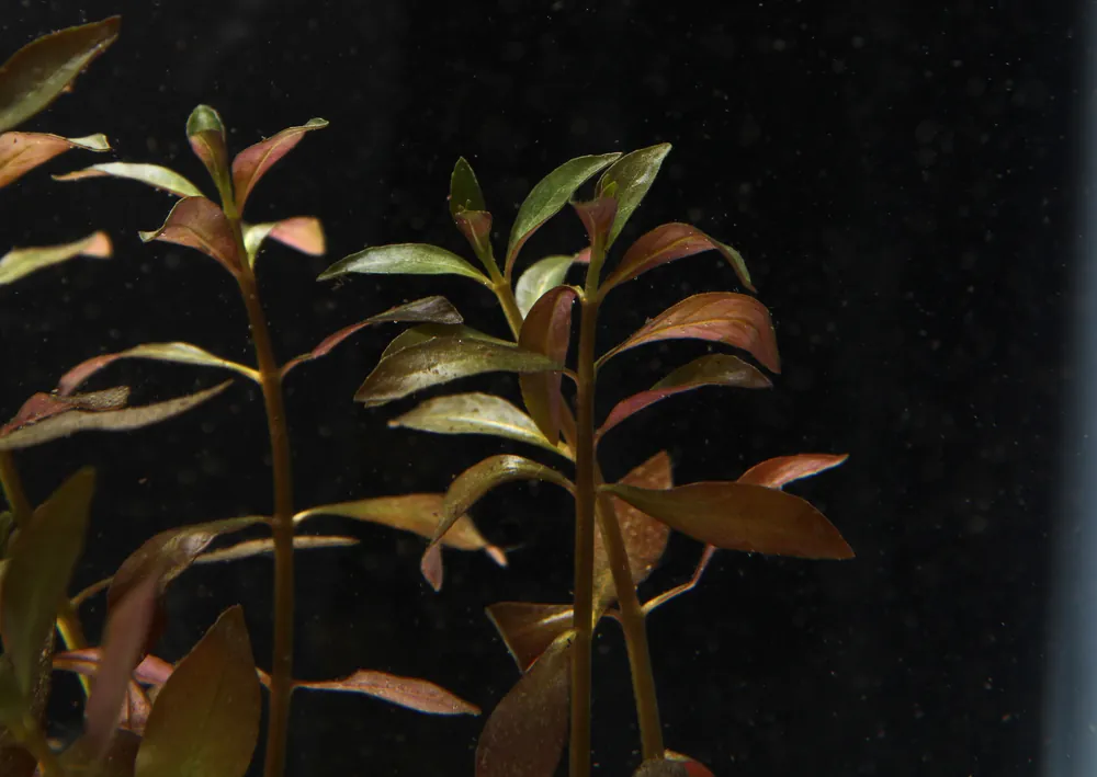 Narrow Leaf Ludwigia - 5D Tropical