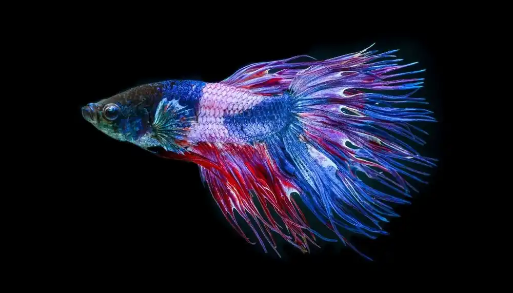 Crowntail Betta Male - Carolina Aquatics