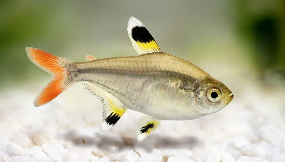 Gold Pristella Tetra - Segrest