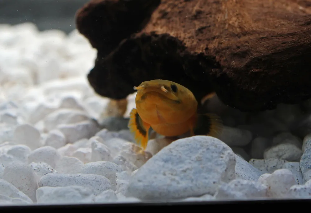 Ropefish - Carolina Aquatics