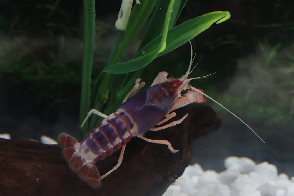Ghost Tricolor Crayfish - Emark Tropical Imports