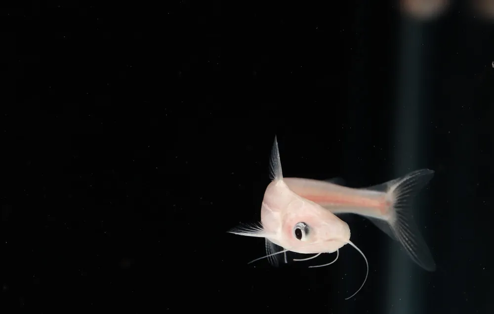 Albino Iridescent Shark - Emark Tropical Imports