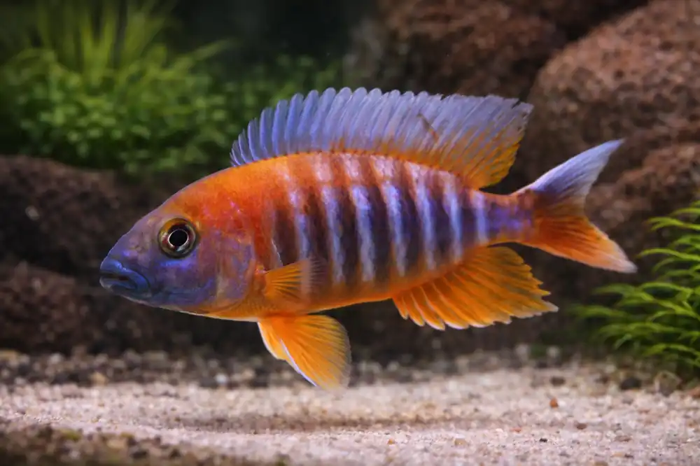 Freibergi Cichlid - Rick