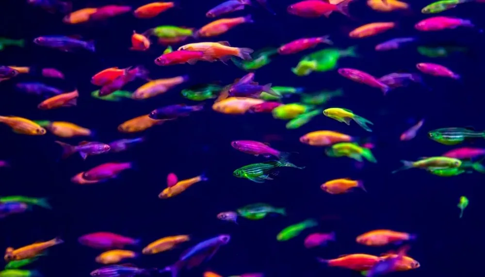 Glofish Danio - 5D Tropical