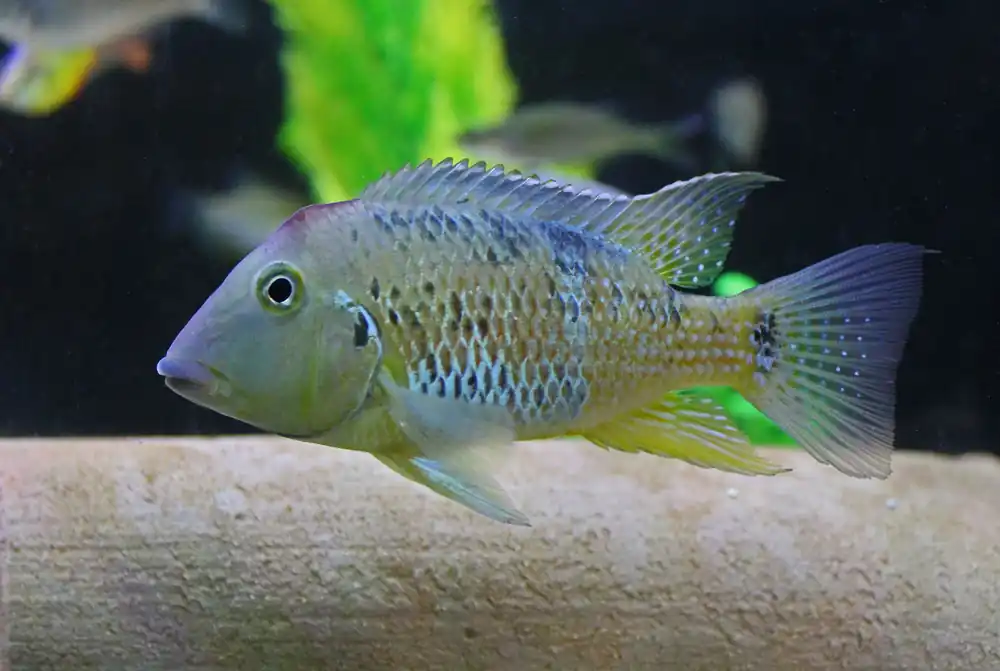 Red Hump Geophagus Cichlid - Emark Tropical Imports