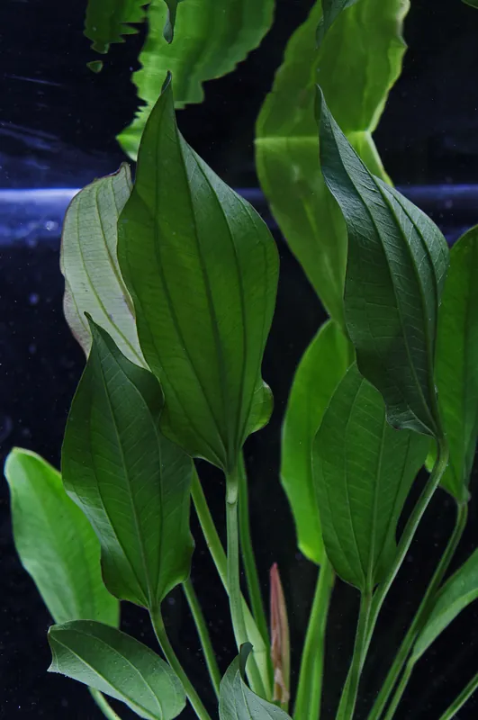 Echinodorus Oriental Sword - Emark Tropical Imports