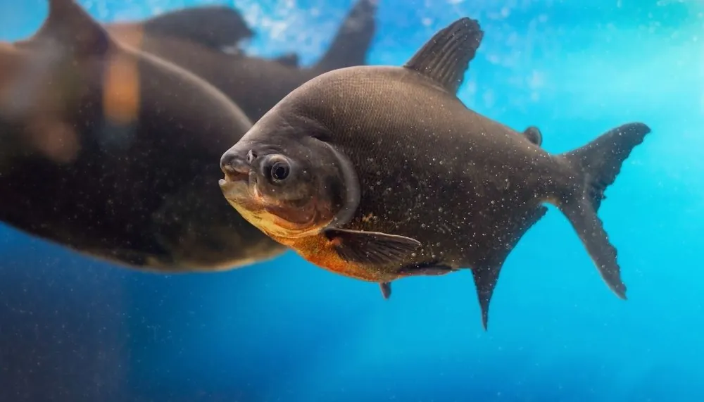 Black Pacu - Sun Pet