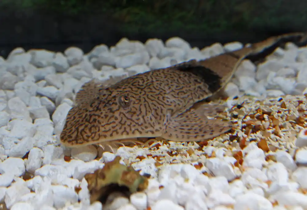 Chameleon Whiptail Catfish - Cichlid Exchange