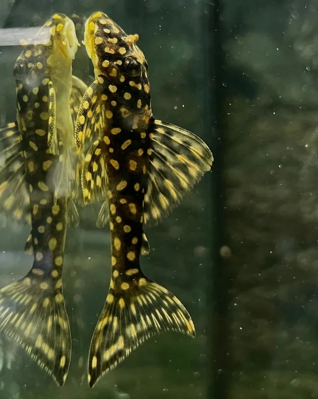 Galaxias Plecostomus L29 - Emark Tropical Imports