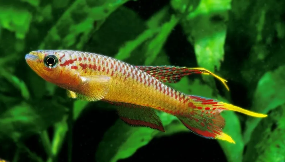 Aphyosemion splendopleure "Splendid Killifish" PAIR - Cichlid Exchange