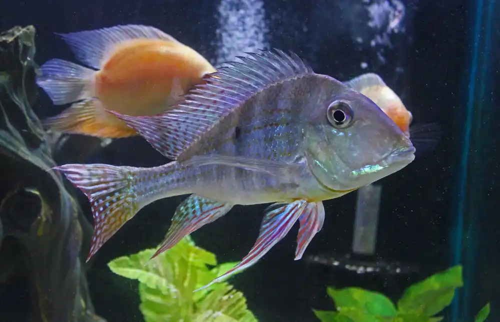 Geophagus altifrons "Tocantins" Cichlid - Cichlid Exchange
