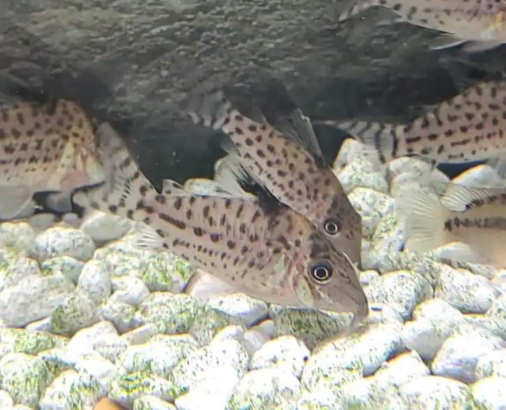 Spotted Corydoras Catfish - Cichlid Exchange