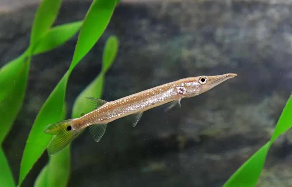 Rocket Gar - Cichlid Exchange