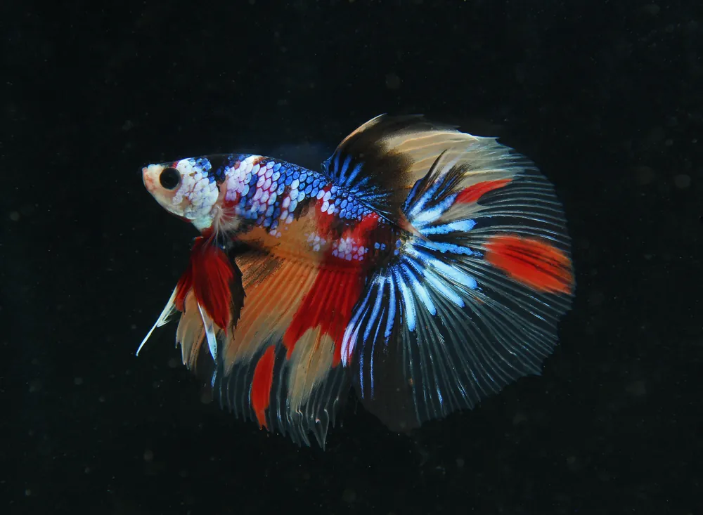 Male Super Delta Betta Fish - Cichlid Exchange
