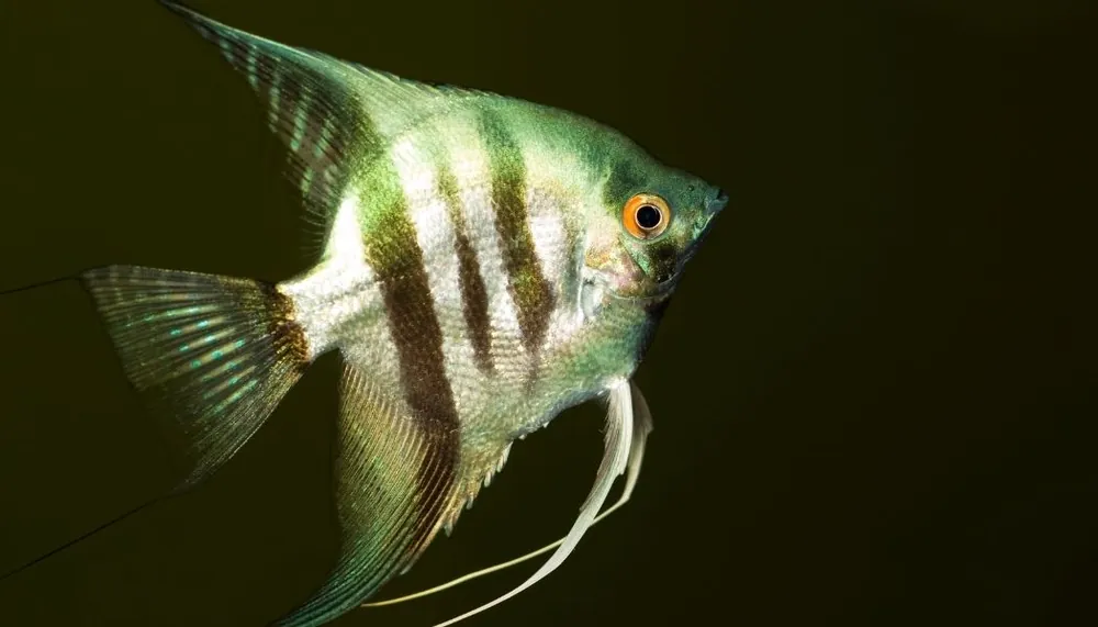 Assorted Blue Angelfish - Cichlid Exchange
