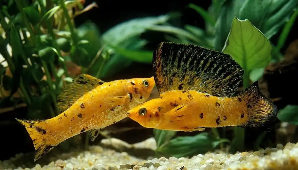 Leopard Molly - Emark Tropical Imports